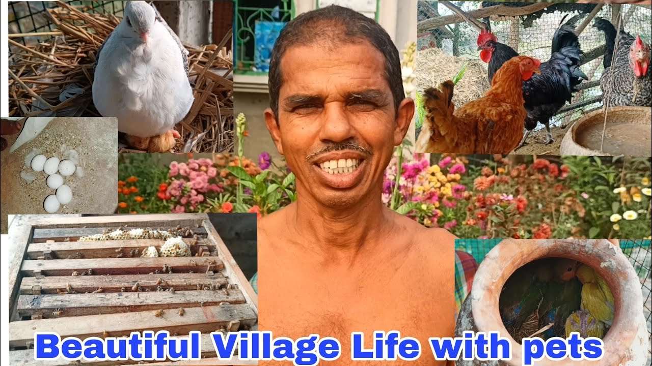 Beautiful Indian village life with pets,pigeon, birds, poultry and bee farming, cultivation