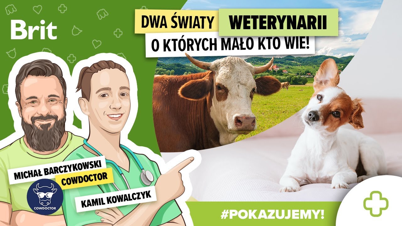 POKAZUJEMY: Dwa światy weterynarii, o których mało kto wie! - Brit Polska