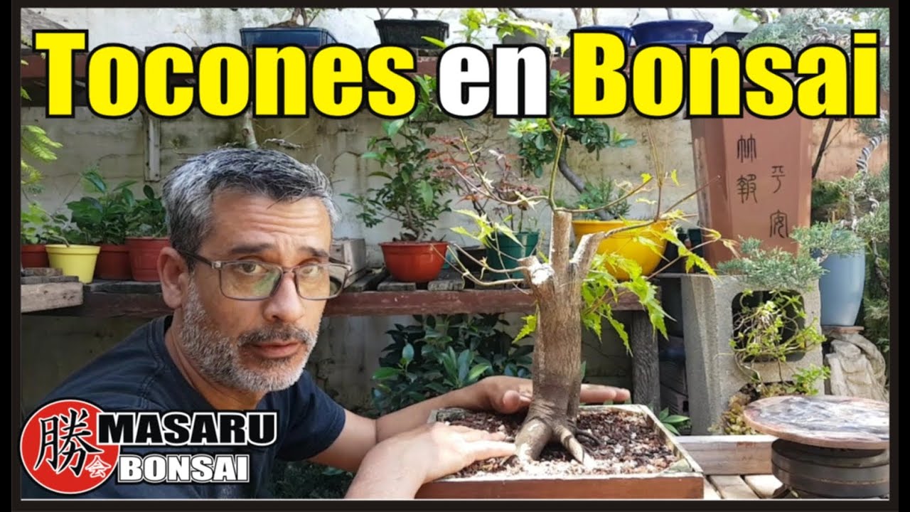 COMO hacer un Bonsai de ACER PALMATUM FUTURO BONSAI ACTUALIZACIÓN!!! ❤