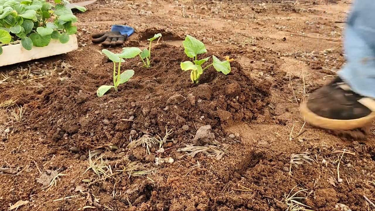 VLOGTOBER DAY 10. A day in a Life. Transplanting Butternuts 
