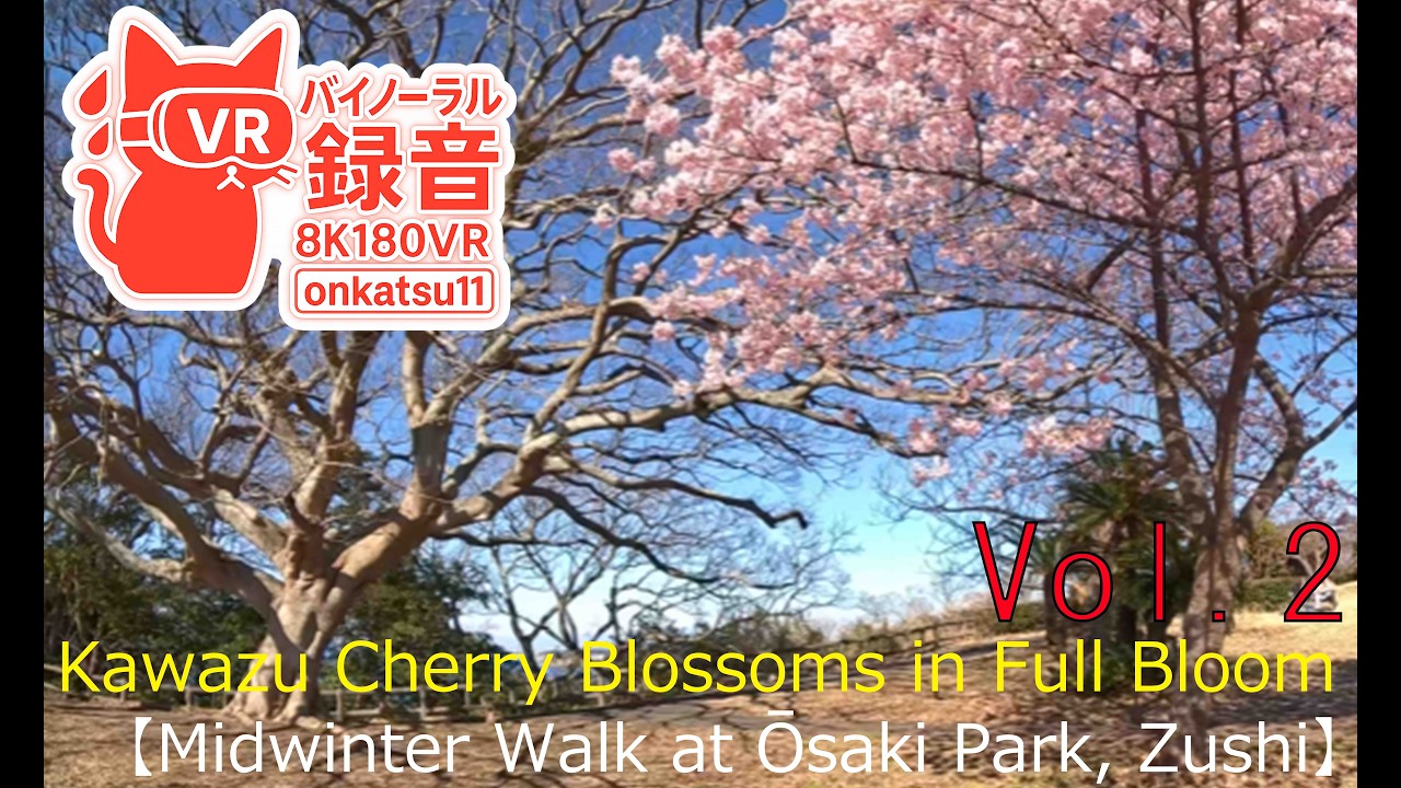 🌸 [Kawazu Cherry Blossoms in Full Bloom—Midwinter Walk at Ōsaki Park, Zushi (8K VR180)]Chapter Two‼