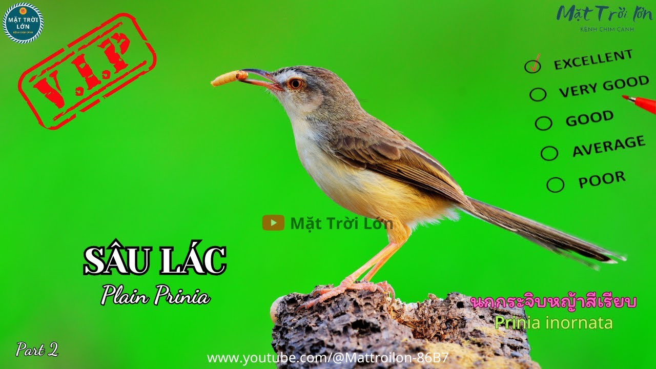 ✅Tiếng chim Sâu lác mồi hót chuẩn không tạp âm | Plain Prinia sound call (P2) -  Video 4K
