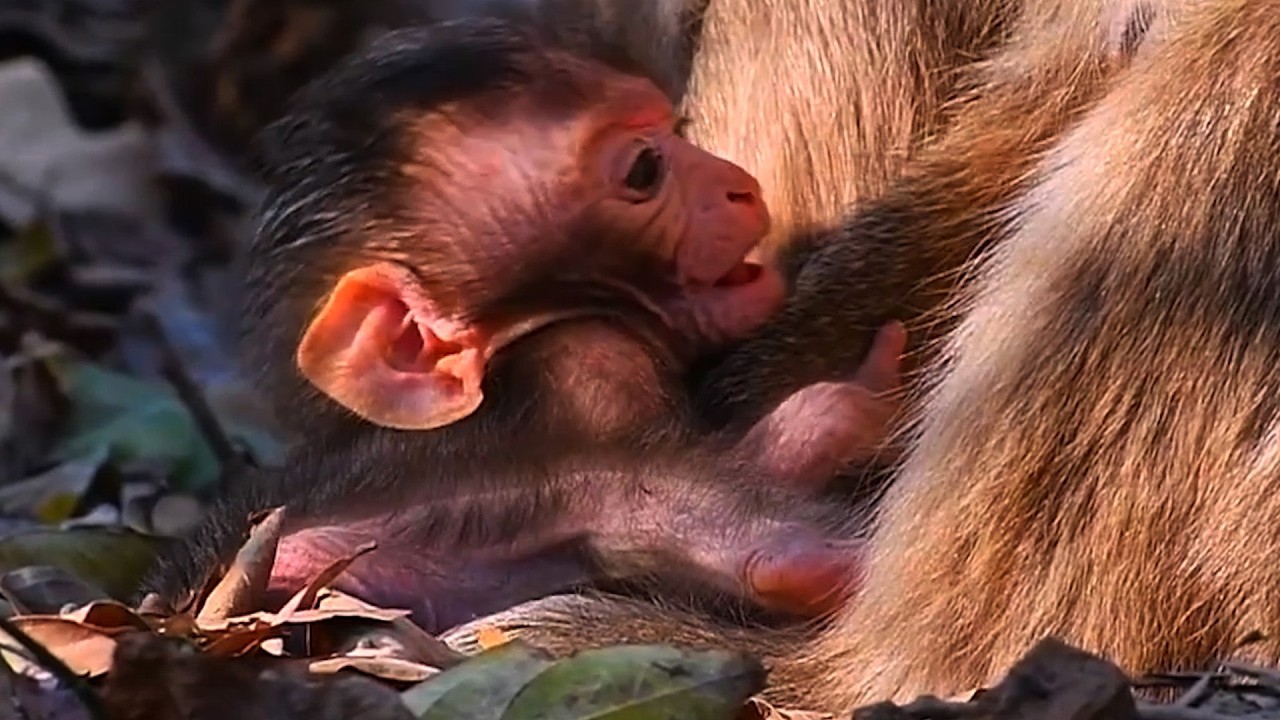 Adorable Wildlife 2026, Top Cutest Moments Of Baby Monkey With Mommy's' Care