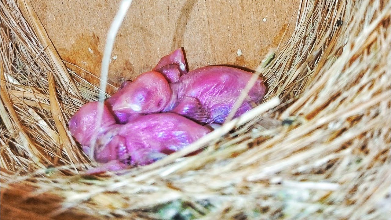 Fawn Java Finches🐦🐦K Chicks Kitne Baray Ho Gayen Hain 😍😍🥰❤ Please Subscribe like share @Birdyswings