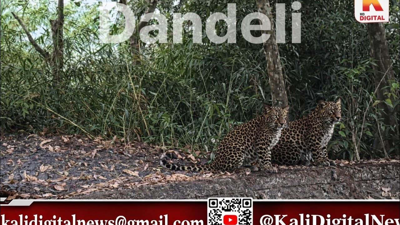 Dandeli ರಸ್ತೆ  ಪಕ್ಕ ಕಟ್ಟೆ ಮೇಲೆ ಚಿರತೆ & ಮರಿ: ಅರಣ್ಯದಲ್ಲಿ ಕಂಡ ಅಪರೂಪದ ದೃಶ್ಯ l Kali Digital News 