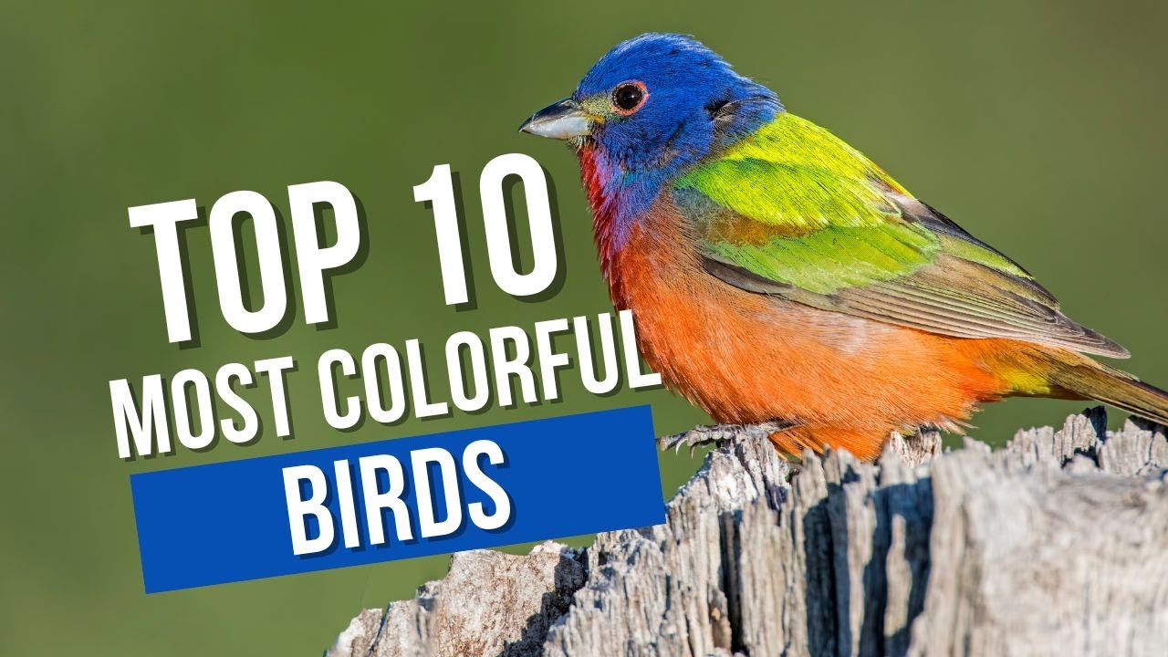 10 of the Most Colorful Birds in the United States