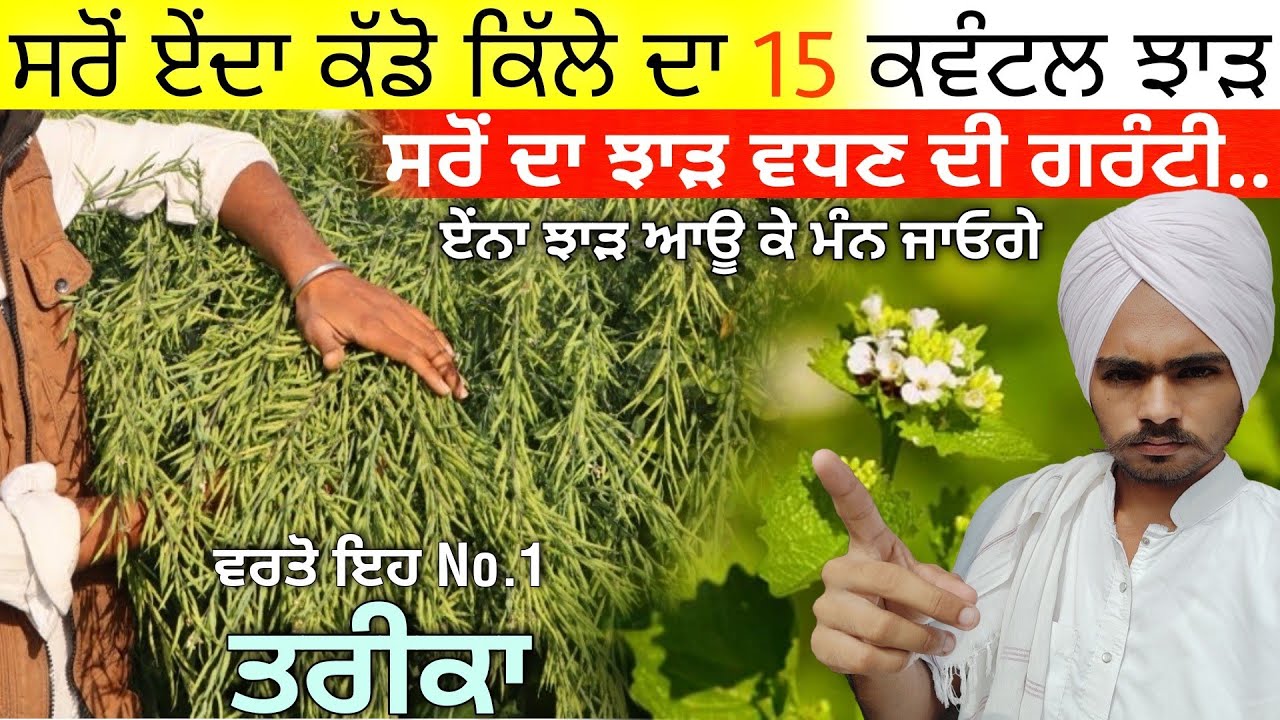 ਸਰੋਂ ਦੇ ਵਧੇਰੇ ਝਾੜ ਲਈ ਇਹ ਕੰਮ ਕਰੋ • sarso ki kheti karne ka tarika | mustard farming | agri advice