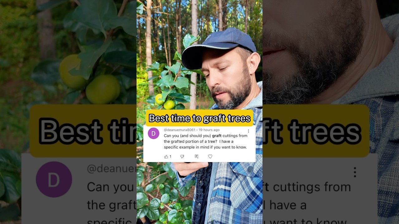 Лучшее время для прививки фруктовых деревьев #Shorts #FruitTrees #Gardening #GrowYourWnFood #Pers...