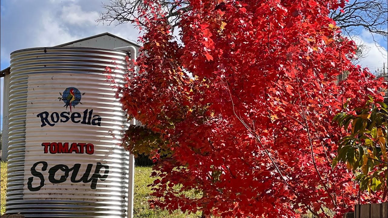 Beautiful Autumn Colours: Fall Foliage in Australia