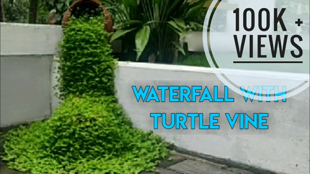 4 Gardening Ideas With Evergreen Turtle Vine