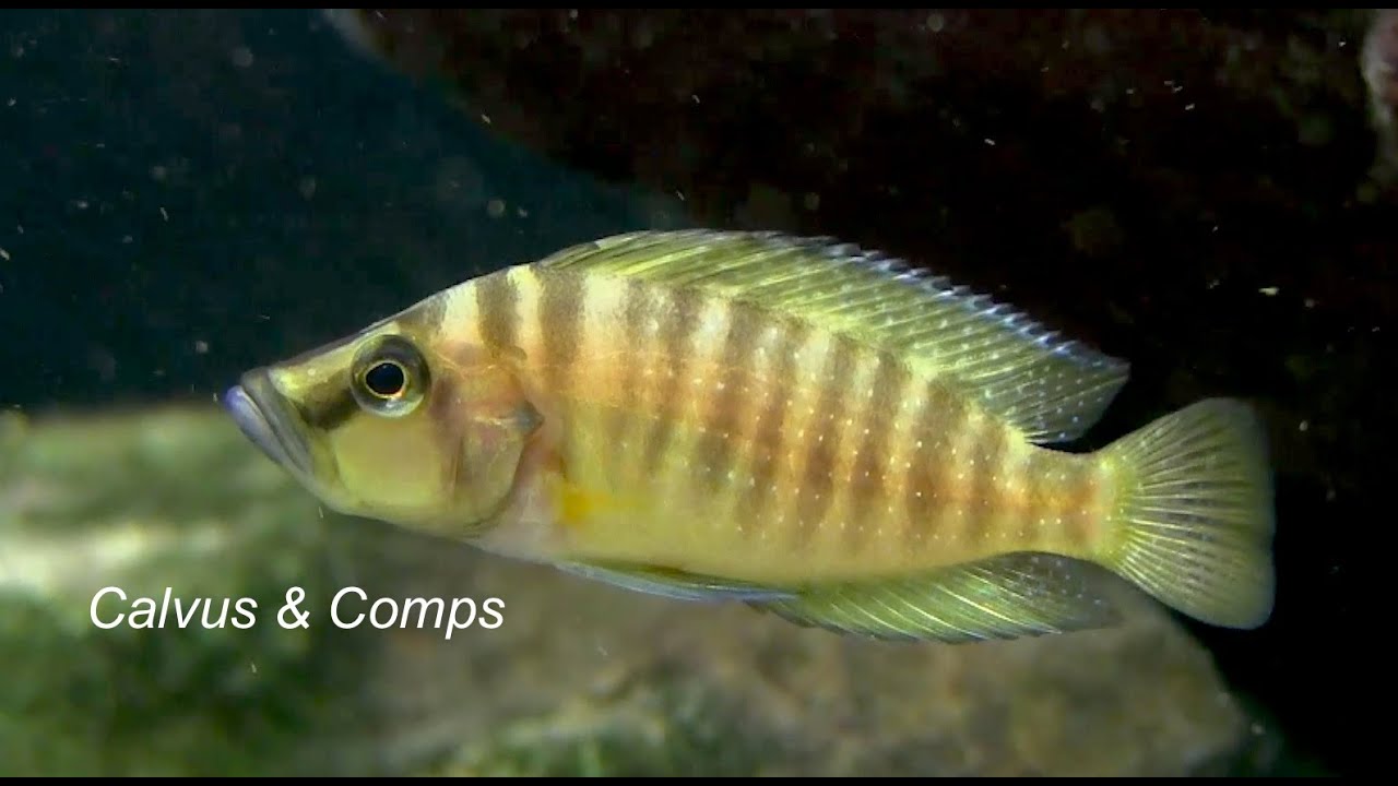 Fincasters Episode 77Altolamprologus compressiceps and calvus