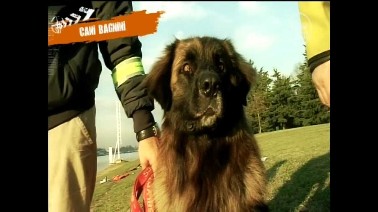 Bau Boys Pt 6: Cani bagnini