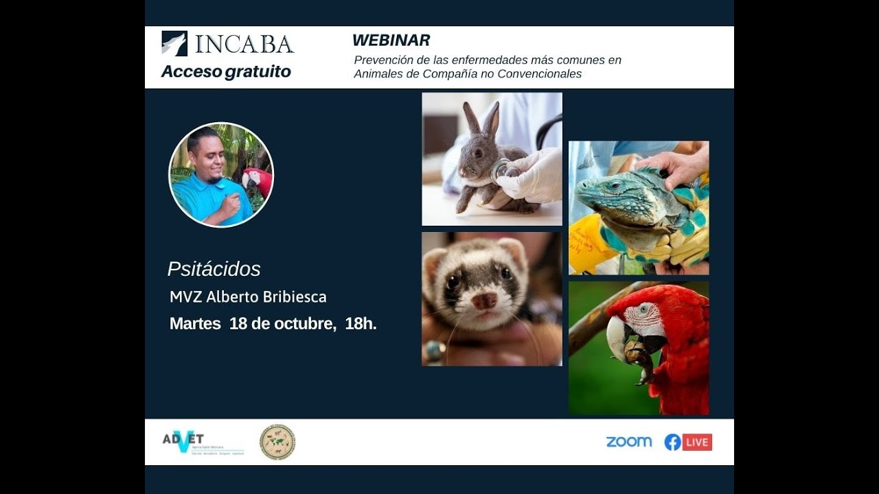 Identificaci&oacute;n y prevenci&oacute;n de las enfermedades m&aacute;s comunes en psit&aacute;cidos