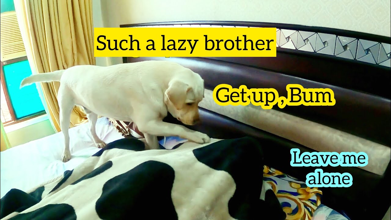 Labrador Dog Trying Everything To Wake His Brother Up, Funny.