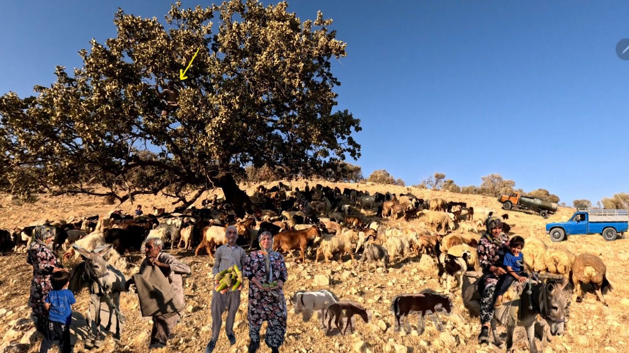 Nomadic life | herding in the zagros mountains full of oak trees and dangerous roads 🐐🐑⛰️