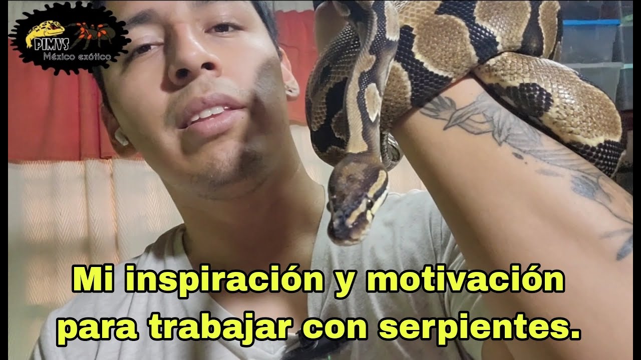 El inicio de mi gusto por los pitón bola (Python regius) | PIMVS México exótico