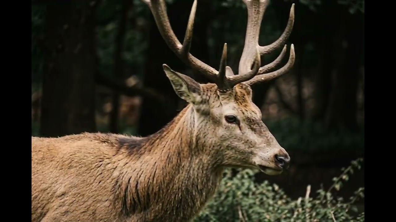 A Moment with an incredible Stag