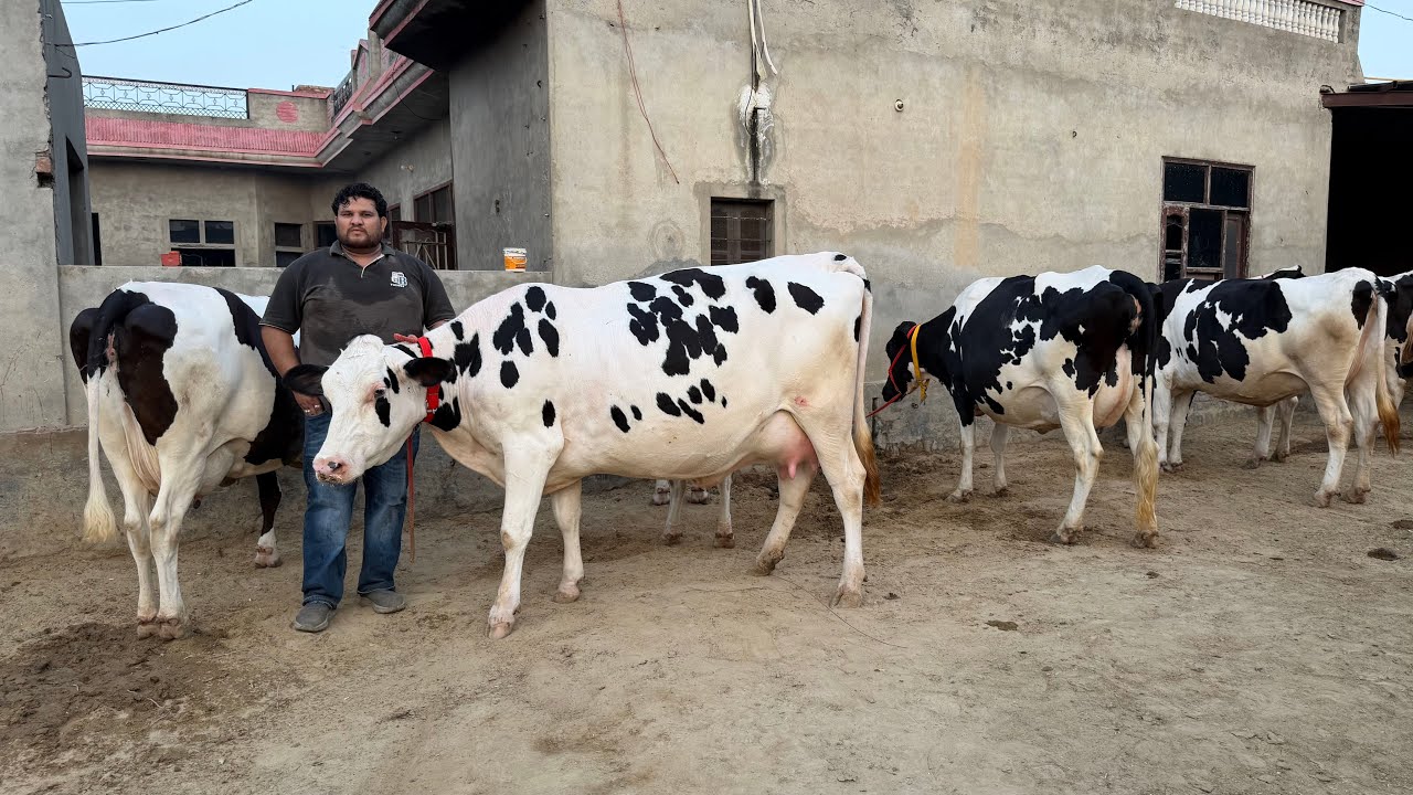 35 hf cows with full Farm records | SK Dairy Farm