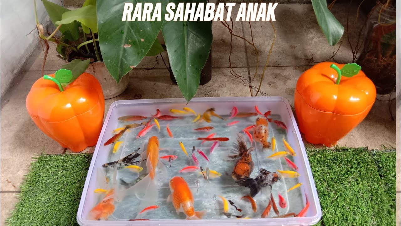 UNBOXING IKAN HIAS, IKAN GLOFISH, MANFISH, GUPPY, TIGER BARBS, MASKOKI, MOLLY GOLDEN BLACK 