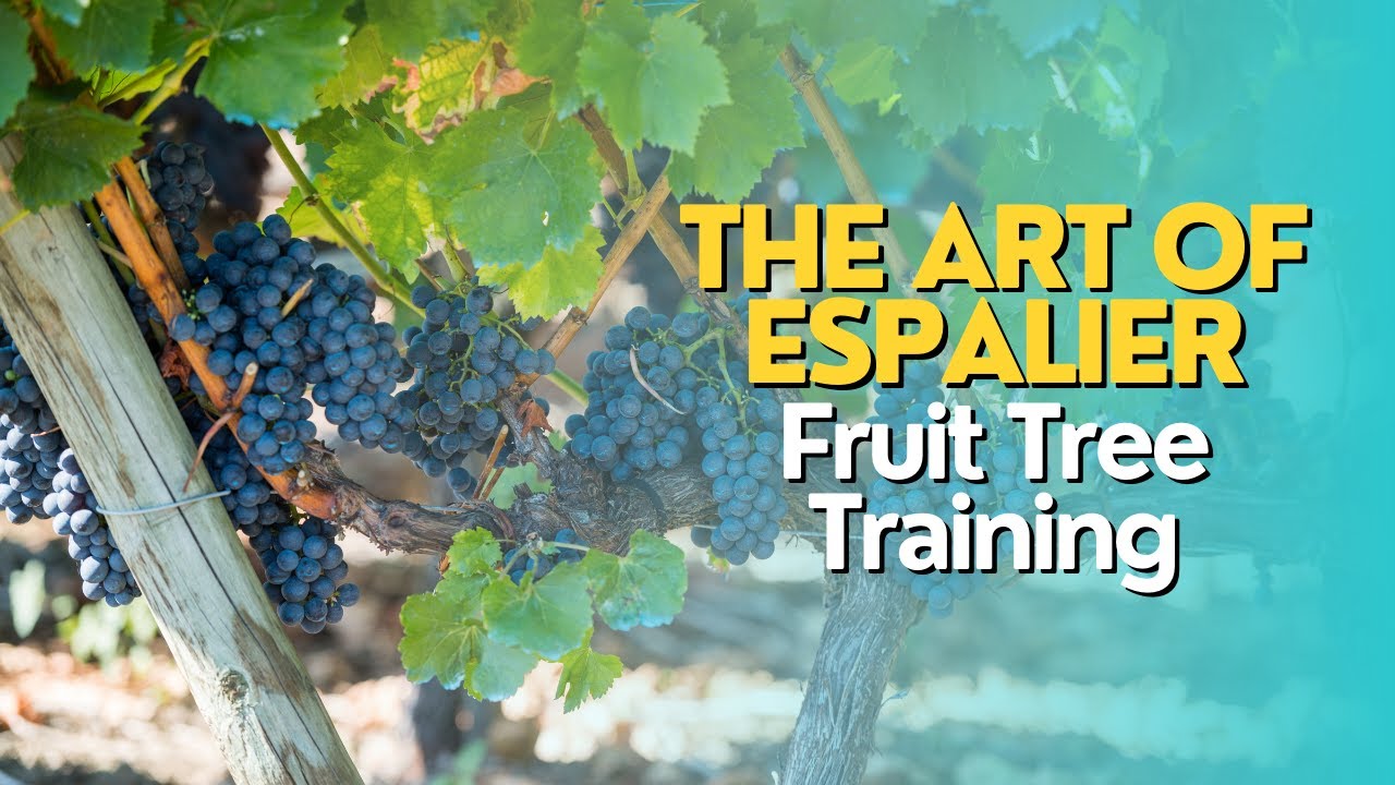 The Art of Espalier: Fruit Tree Training