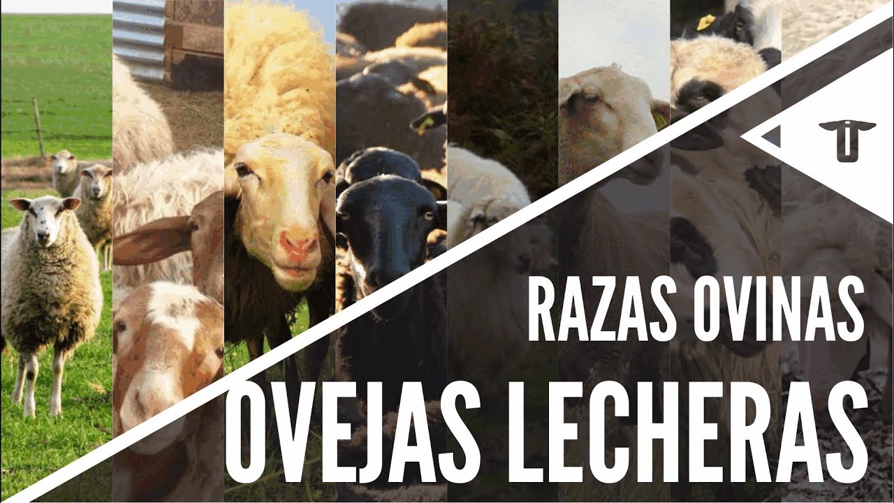 Las mejores ovejas lecheras | Razas ovinas