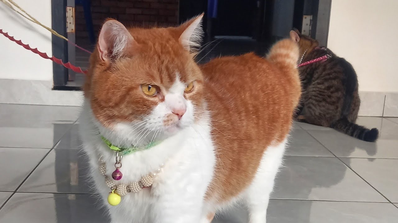 BAO BAO AND NDUT NDUT is live!MORNING AND HAPPY SATURDAY😍🥰@baobaoandndut#live#catlover#morning#cats