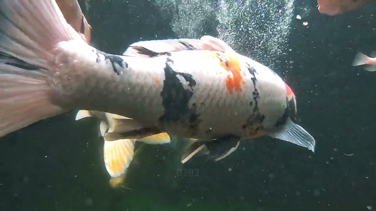 “Gak Nyangka, Cuma Lihat Koi Bisa Bikin Pikiran Langsung Plong!”