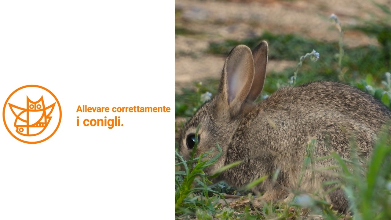 Allevare correttamente i conigli – versione per bambini