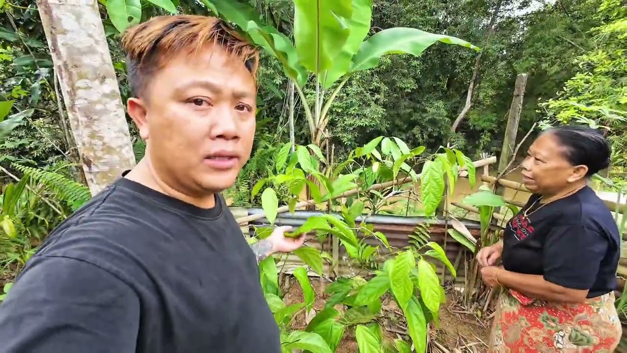 IKUT KUMANG JAWAI KE KEBUN CABUT SAYUR //  MAKAN TENGAHARI LAUK SAYURAN SAJA // 