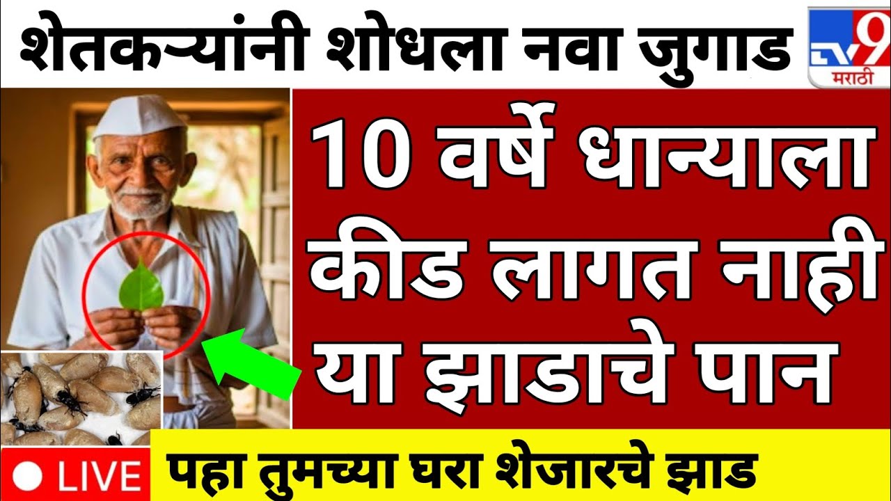 Natural Powerful Remedies | Wheat, grain storage | gahu, anaj, storage Try this one for household