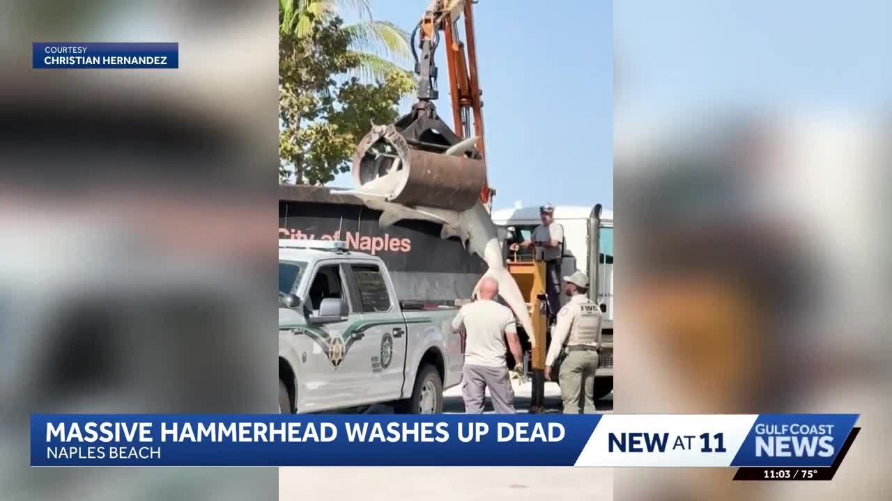 300-pound hammerhead shark found dead on Naples Beach