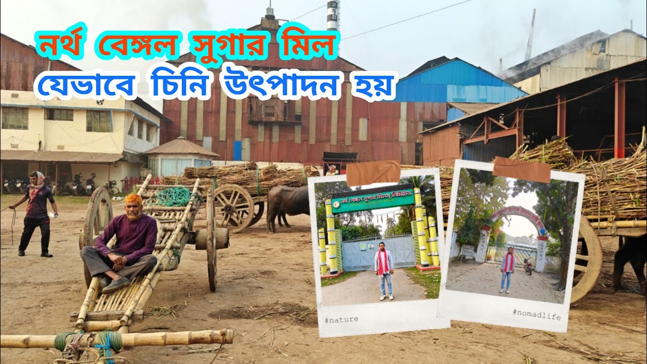 নর্থ বেঙ্গল সুগার মিল যেভাবে চিনি হয় (North Bengal Sugar Mill Jebabe Chini tairi Hoy)|Ramjan Mahmud|