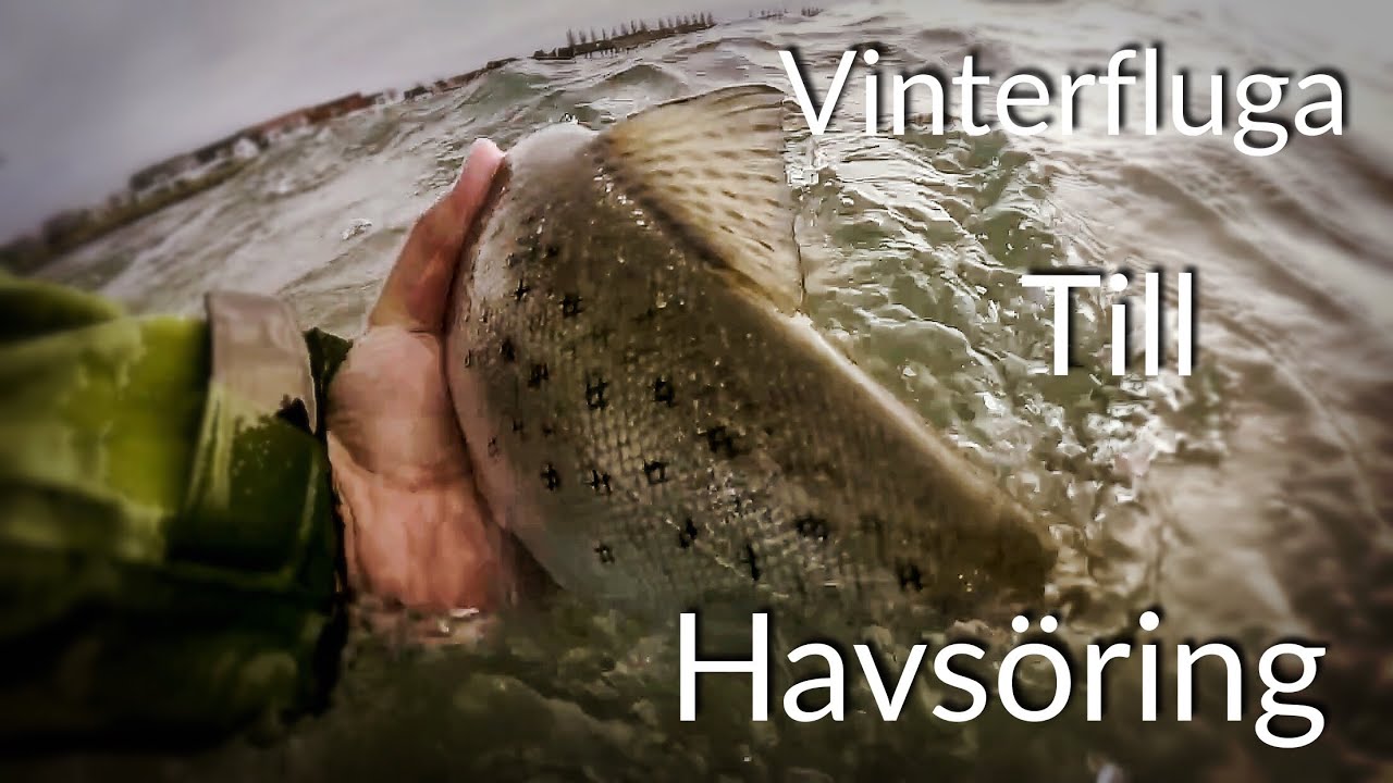 WTR Vinterfluga till Havsöring
