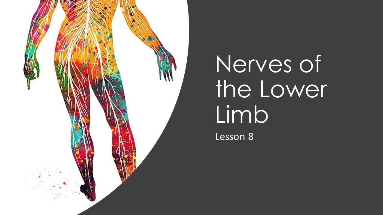 Lesson 8: Nerves of the Lower Limb