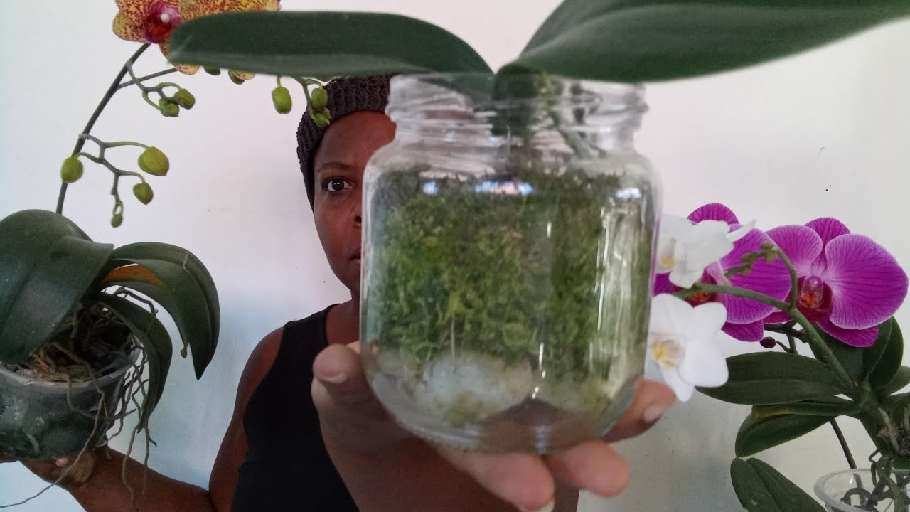 Com cultivar orquídea Phalaenopsis no vaso de vidro.(Passo a passo )