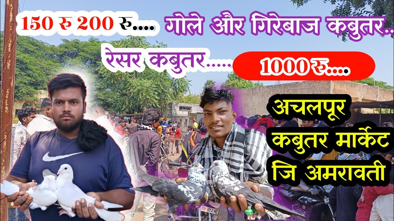 सबसे सस्ता कबुतर बाजार | Achalpur Kabutar Market | Racer Pigeon Market in Amravati District |