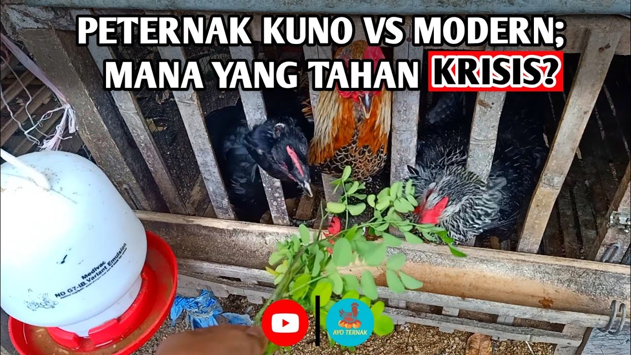 🔴 PETERNAK KUNO VS MODERN ; MANA YANG LEBIH TAHAN KRISIS⁉️
