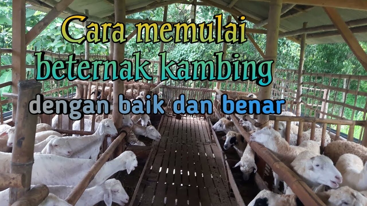Cara tepat memulai bisnis penggemukan kambing/domba dengan baik dan benar