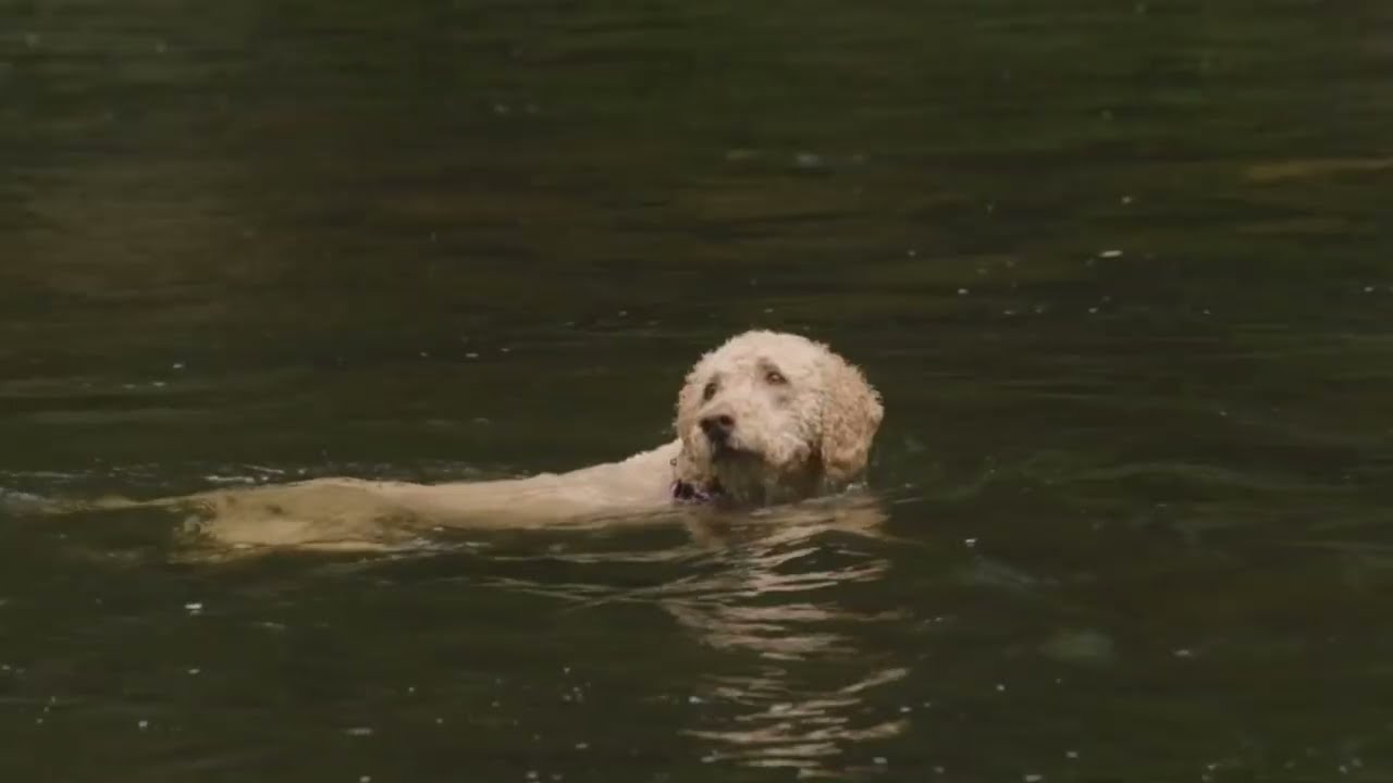 Why Dogs Instinctively Know How to Swim