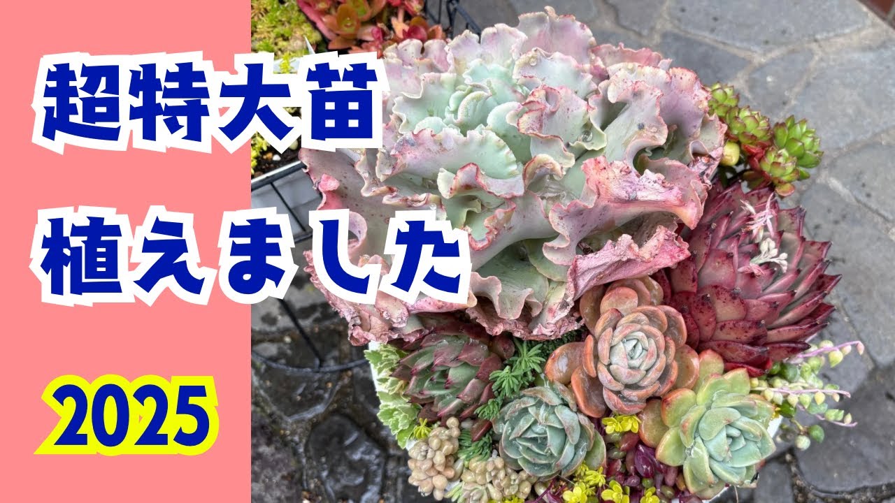 【多肉植物】超特大苗を寄せ植え❣️