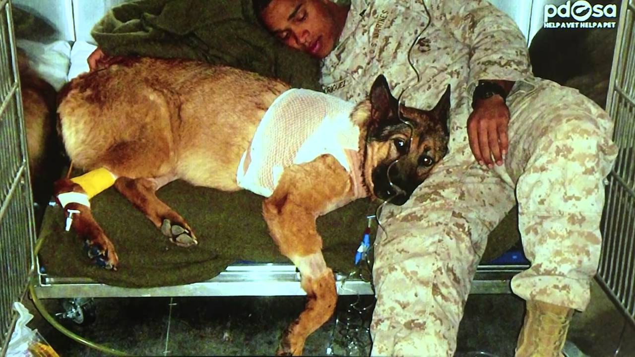 Heroic US Marine Dog Awarded Animal Victoria Cross | Forces TV