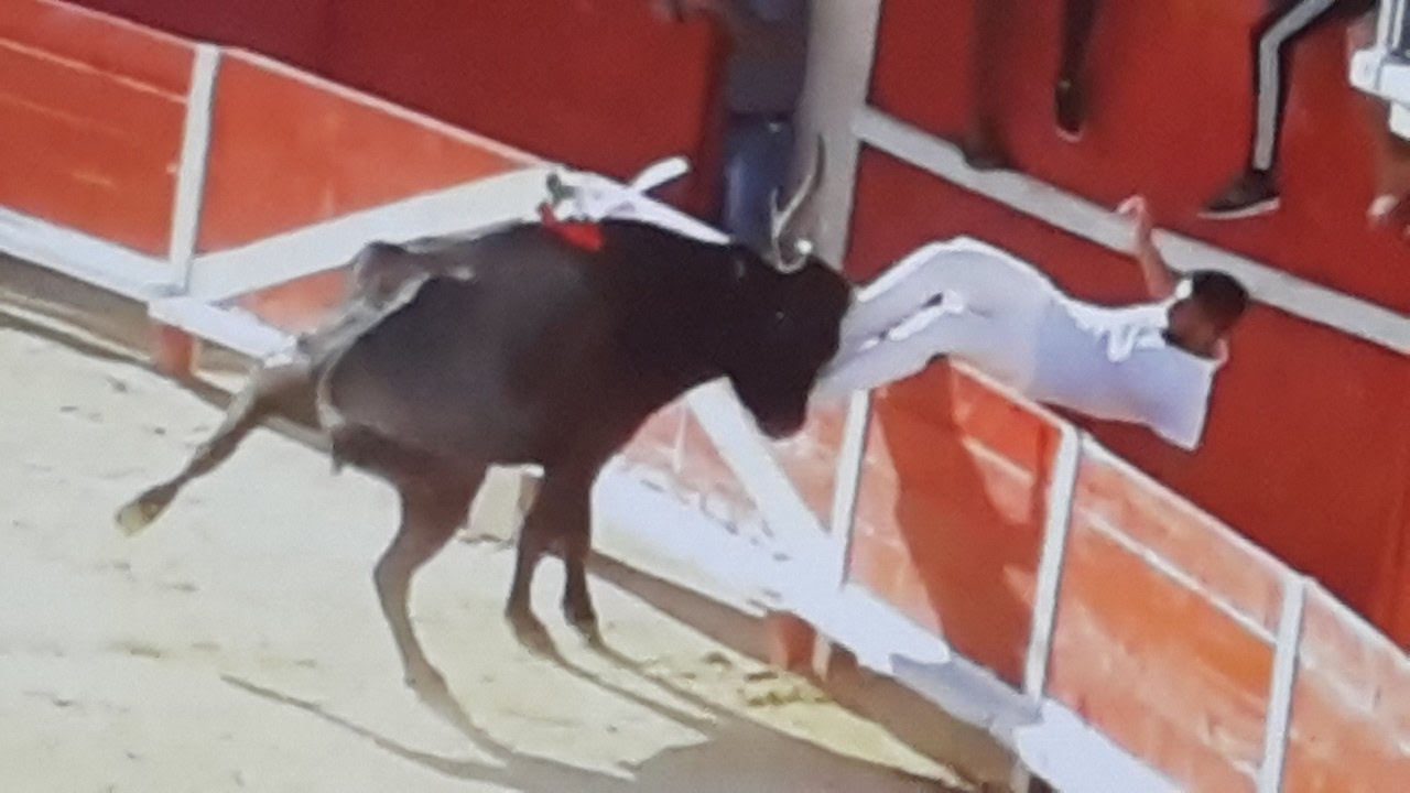 GRAU DU ROI-Raseteur CADENAS accroché-Taureau LEBRAU de LAURENT-Course camarguaise AS-2016/09/15