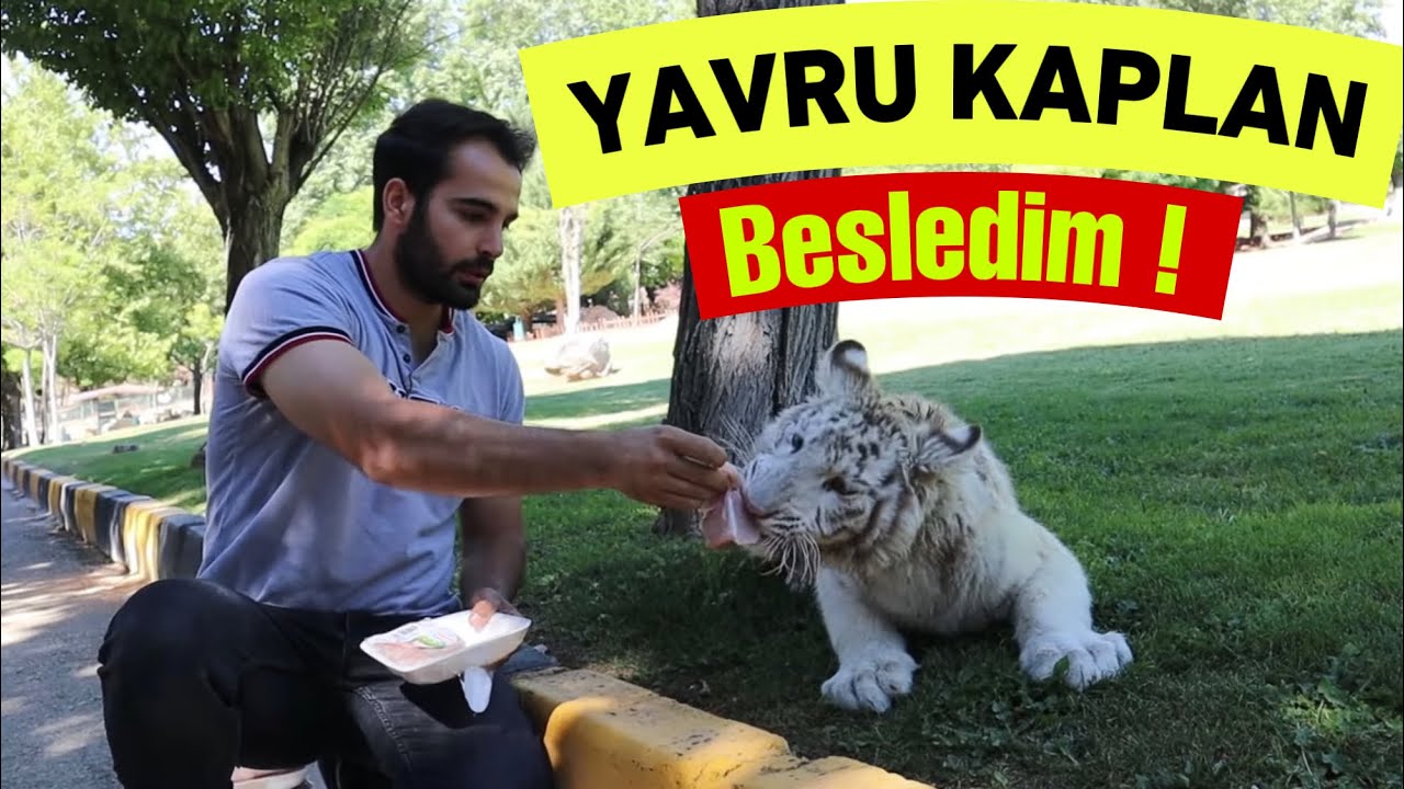 TAVUK ETİYLE KAPLAN BESLEDİM ! - Beyaz Kaplan