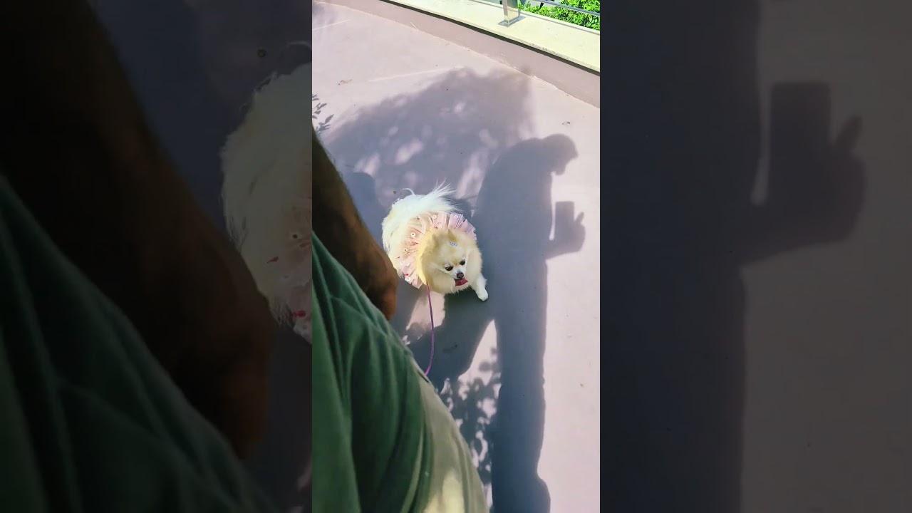 SOM DE GAITA  PRA DEICHAR O CACHORRO  CALMO