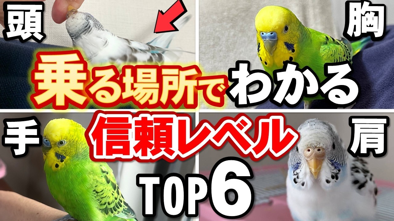 【永久保存版】セキセイインコが選ぶ乗る場所でわかる信頼度ランキングTOP6