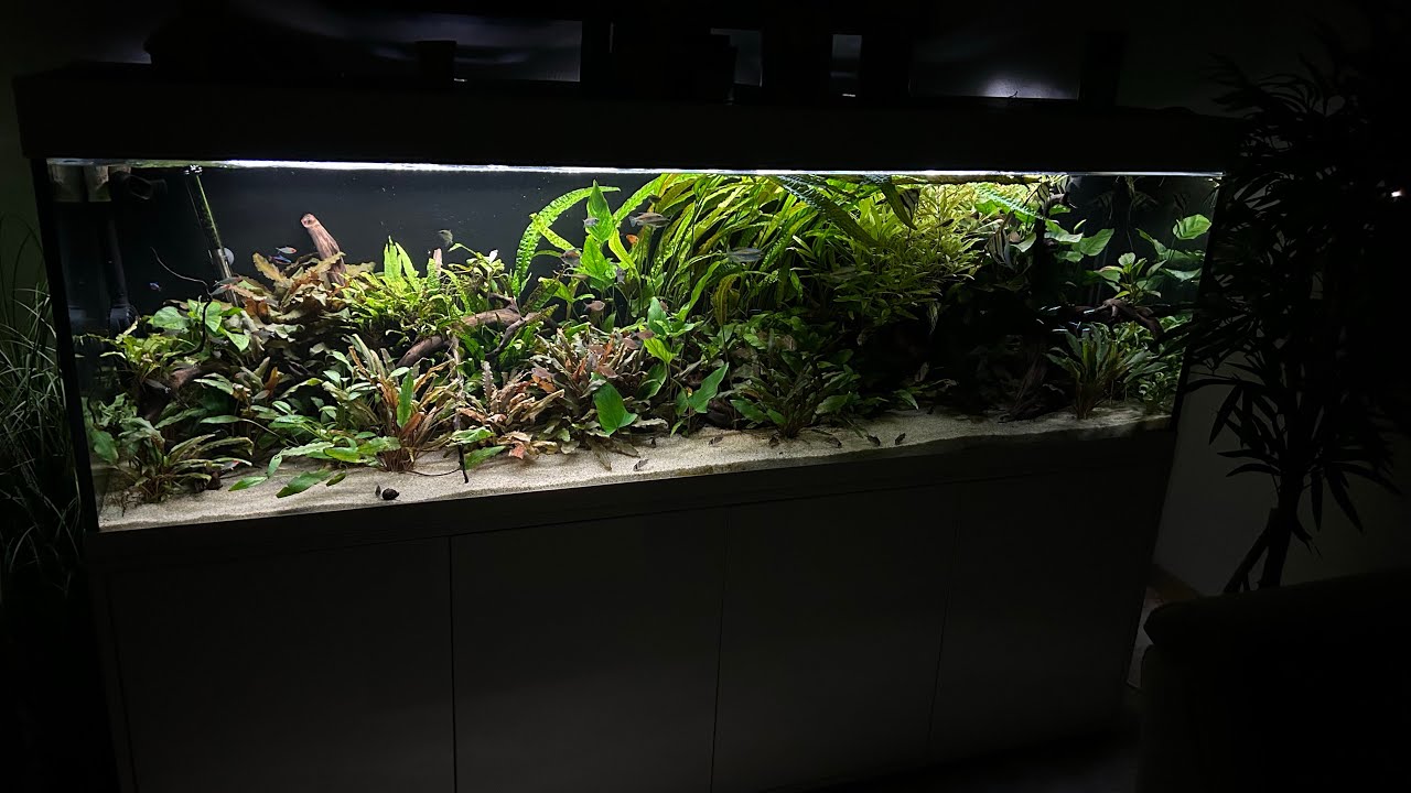 Südamerika Aquarium | 600 Liter | Update nach 7 Monate