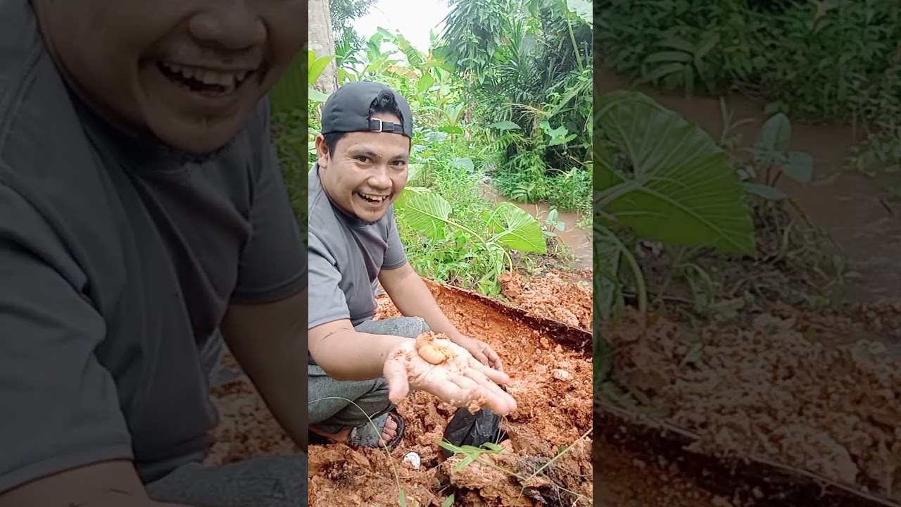 Lagi ngegolong Ambil ulat sagu kawan 
