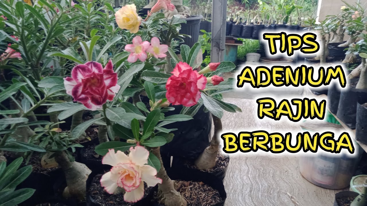 Tips for Adenium Desert Rose to Flower Frequently