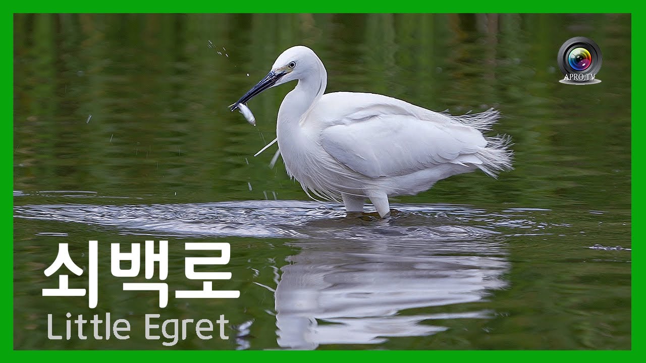 [한국의 새] 쇠백로