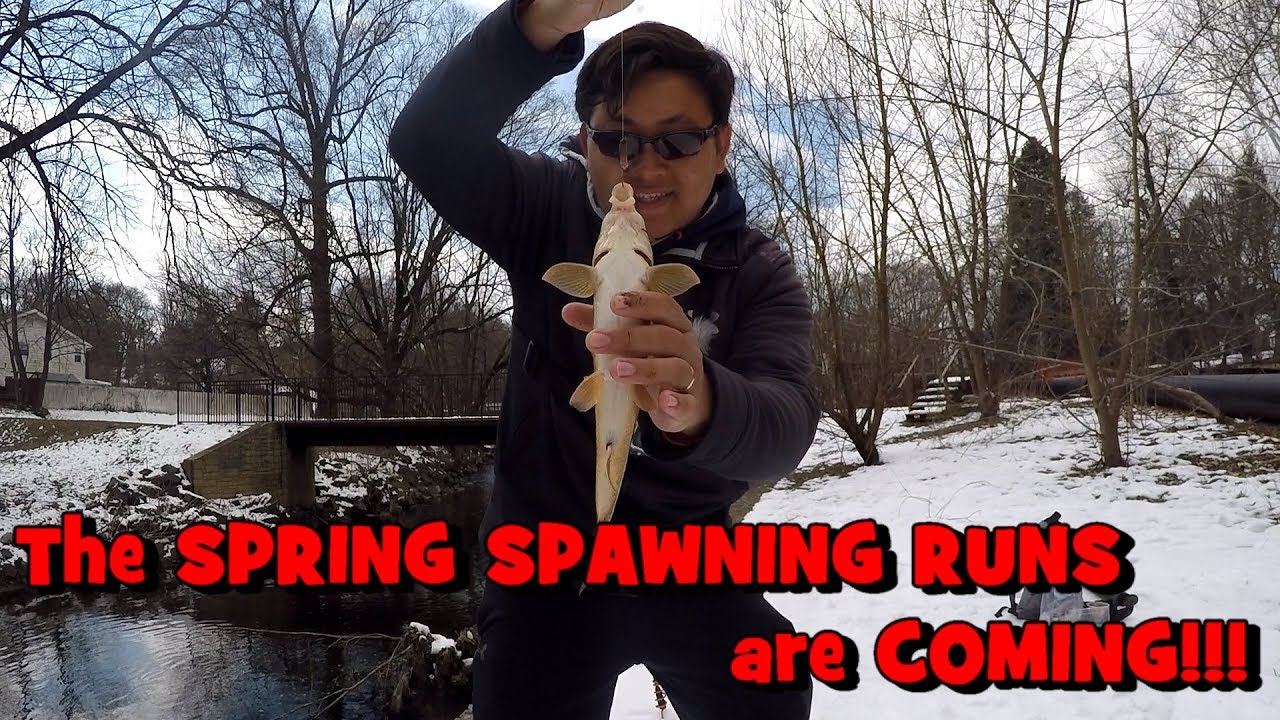 The Spring SPAWNING RUNS are Coming! Sometimes it is ALL ABOUT the TIMING! (Cheltenham, PA)
